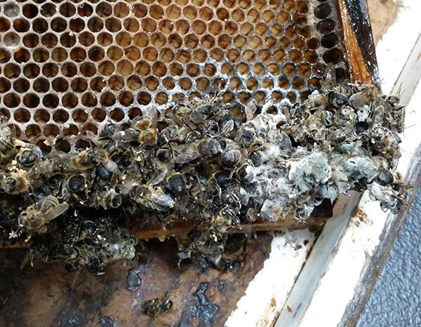 Moldy bees